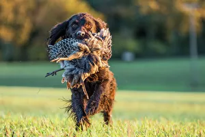 Sport Prints: Gun dog with pheasant, Buckinghamshire, England, United Kingdom, Europe