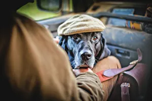 Animal Theme Prints: Gun dog with shooting cap, Buckinghamshire, England, United Kingdom, Europe