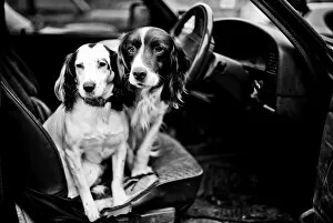 Monochrome Gallery: Gun dogs, Buckinghamshire, England, United Kingdom, Europe