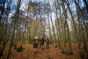 Guns Prints: Guns walking to the next drive, Somerset, England, United Kingdom, Europe