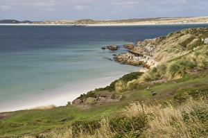 Images Dated 3rd March 2009: Gypsy Cove, Yorke Bay, Port Stanley, Falkland Islands, South America