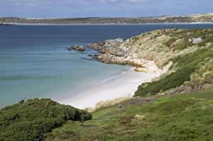 Images Dated 3rd March 2009: Gypsy Cove, Yorke Bay, Port Stanley, Falkland Islands, South America