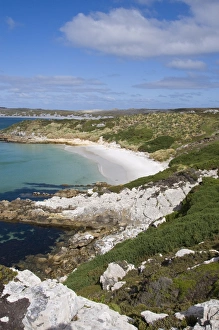 Images Dated 3rd March 2009: Gypsy Cove, Yorke Bay, Port Stanley, Falkland Islands, South America