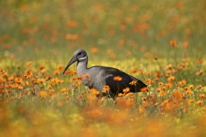 Botanical Collection: Hadeda Ibis (Bostrychia hagedash) among wildflowers, Namaqua National Park, Namakwa