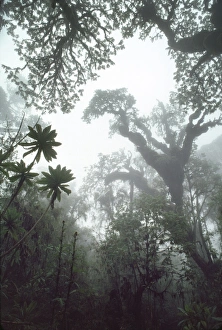 Rwanda Prints: Hagenia (Hagenia abyssinica) Forest, Mountain Gorilla Habitat, Virunga Volcanoes
