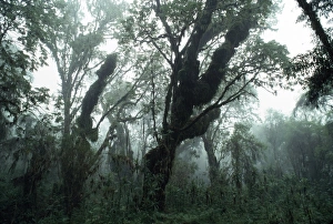Hagenia (Hagenia abyssinica) Forest, Mountain Gorilla Habitat, Virunga Volcanoes