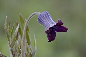 Yellow Stone Prints: Hairy clematis (Clematis hirsutissima)