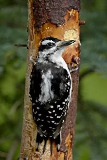 Images Dated 8th May 2009: Hairy woodpecker (Picoides villosus) on a magic log, Wasilla, Alaska, United States of America