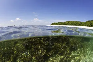 Refreshing Prints: Half underwater split view of Coral Beach on Pigeon Island National Park