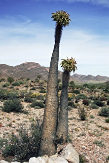 Halfmens, Pachypodium namaquanum