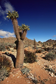 Succulent Prints: Halfmens (Pachypodium Namaquanum)