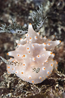 Nudibranch Prints: Halgerda batangas nudibranch, Philippines, Southeast Asia, Asia