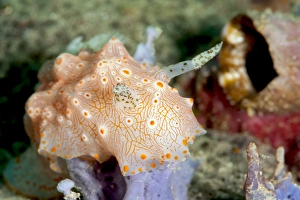 Images Dated 24th May 2008: Halgerda carlsoni nudibranch, Sulawesi, Indonesia, Southeast Asia, Asia