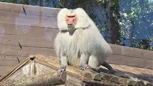 Tampa Prints: Hamadryas Babboon, Tampa Zoo, United States of America