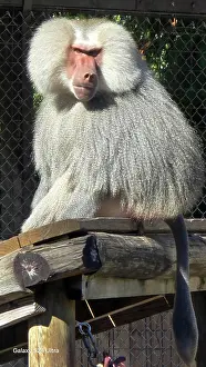 Awareness Prints: Hamadryas Babboon, Tampa Zoo, United States of America
