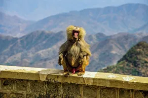 Camera Prints: Hamadryas baboon (Papio hamadryas), along the road from Massawa to Asmara, Eritrea, Africa