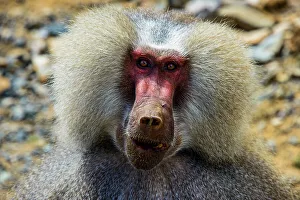 Gaze Prints: Hamadryas baboon (Papio hamadryas), along the road from Massawa to Asmara, Eritrea, Africa