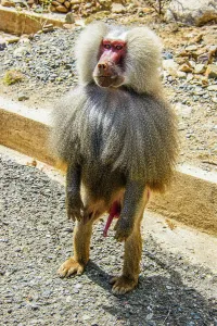 Savanna Prints: Hamadryas baboon (Papio hamadryas), along the road from Massawa to Asmara, Eritrea, Africa