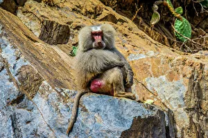 Savanna Prints: Hamadryas baboon (Papio hamadryas), along the road from Massawa to Asmara, Eritrea, Africa