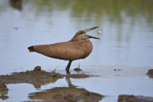 Catching Prints: Hamerkop (Scopus umbretta) flipping a fish, Imfolozi Game Reserve, South Africa, Africa