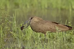 Hamerkop (s copus umbretta) with a frog, Imfolozi Game Res erve, s outh Africa, Africa