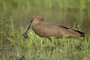 Images Dated 3rd November 2006: Hamerkop (Scopus umbretta) with a frog in its beak