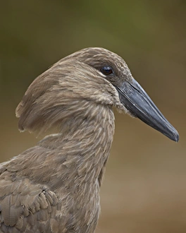Hamerkop Prints: Hamerkop (Scopus umbretta), Hluhluwe Game Reserve, South Africa, Africa