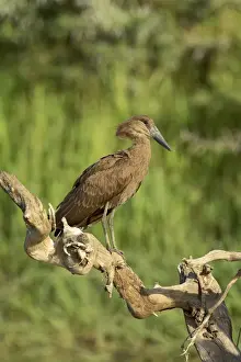 Hamerkop (Scopus umbretta), Masai Mara National Reserve, Kenya, East Africa, Africa