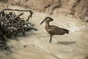 Zambia Prints: Hamerkop (Scopus umbretta), South Luangwa National Park, Zambia, Africa