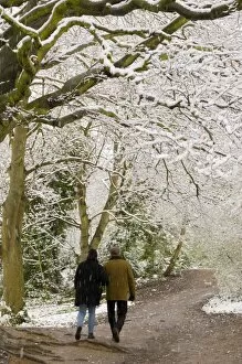 Hampstead Heath Collection: Hampstead Heath in the snow, London, England, United Kingdom, Europe