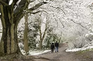 Images Dated 6th April 2008: Hampstead Heath in the snow, London, England, United Kingdom, Europe