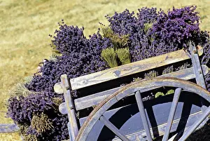 Gardening Prints: Handcart full of lavender bunch, Drome department, region of Rhone-Alpes, France, Europe
