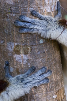 Images Dated 1st September 2008: Hands of a Coquerels Sifaka (Propithecus coquereli), Ankarafantsika National Park