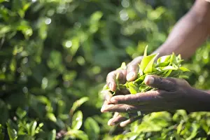 Hands of a tea picker picking tea in the Sri Lanka Central Highlands, Tea Country, Sri Lanka, Asia