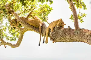Safari Animals Gallery: Hanging Lions in the Ishasha sector, Queen Elizabeth National Park, Uganda, East Africa