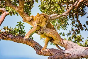 Hanging Lions in the Ishasha sector, Queen Elizabeth National Park, Uganda, East Africa