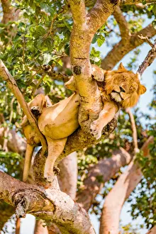 Hanging Lions in the Ishasha sector, Queen Elizabeth National Park, Uganda, East Africa