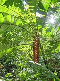 Hanging Prints: Hanging lobster claw heliconia