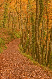 Red Leaf Prints: Hannicombe Wood near to Fingle Bridge