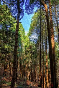 Jiujiang Prints: Hanpokou Pine Forest, Lushan (Mount Lu), Jiujiang City, Jiangxi, China