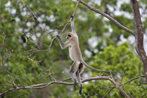 Hanuman langur (Presbytis entellus)