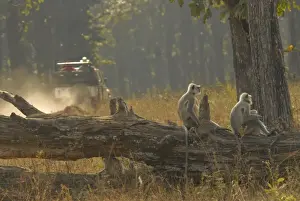 Langur Prints: Hanuman Langurs in Kanha, Madhya Pradesh, India, Asia