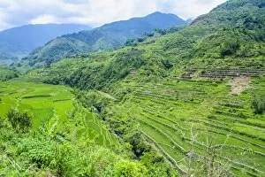 Images Dated 23rd April 2011: Hapao rice terraces, Banaue, UNESCO World Heritage Site, Luzon, Philippines, Southeast Asia, Asia