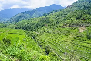 Luzon Prints: Hapao rice terraces, Banaue, UNESCO World Heritage Site