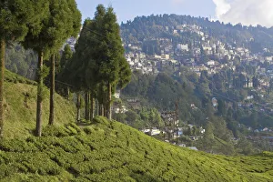 East Indian Prints: Happy Valley Tea Estate, Darjeeling, West Bengal, India, Asia