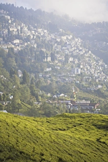 Happy Valley Tea Estate, Darjeeling, West Bengal, India, Asia