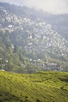 Images Dated 3rd November 2008: Happy Valley Tea Estate, Darjeeling, West Bengal, India, Asia