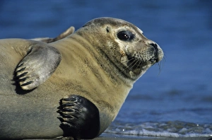 Rest Prints: Harbor Seal