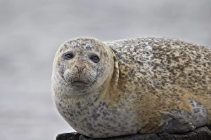 Lying On Front Prints: Harbor Seal (Common Seal) (Phoca vitulina), Iceland, Polar Regions
