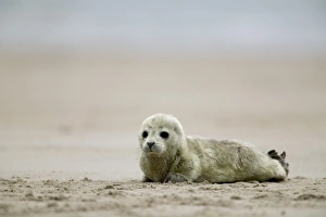 Heligoland Prints: Harbor seal cub